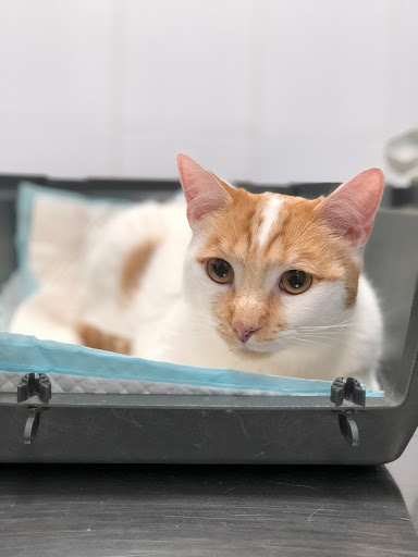 Clínica Veterinaria Ayavet en Boadilla del Monte