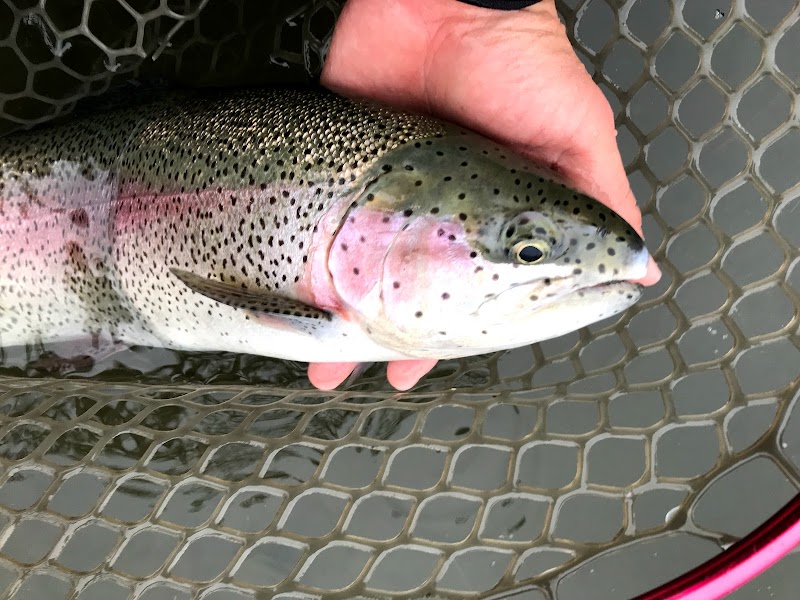 管理釣り場ウォルトンガーデン 千葉県成田市竜台 釣り堀 グルコミ