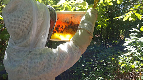 Les Abeilles d'Éole à Salles