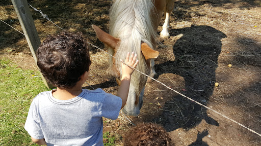 Farm «B & B Flower Farm», reviews and photos, 668 Jones Hill Rd, West Haven, CT 06516, USA