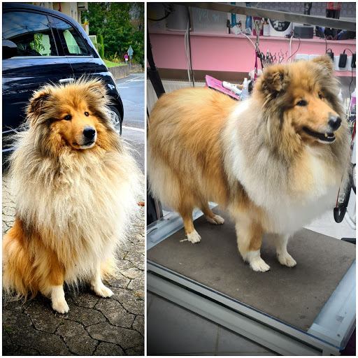 NaHuKa - Natürlich Hund & Katz mit Hundesalon Kissinger NaturPur Hundeparadies unter Bad Kissingen, 