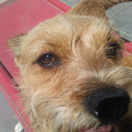 Pet Supply Store «Centinela Feed & Pet Supplies», reviews and photos, 4700 Pacific Coast Hwy, Long Beach, CA 90804, USA