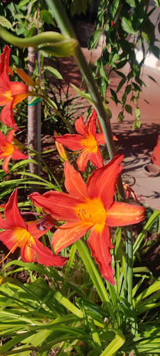 Shopping Mall «East Lake Village Shopping Center», reviews and photos, 936 E Lake Ave, Watsonville, CA 95076, USA