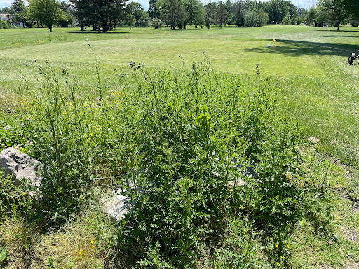 Golf Course «Brighton Park Golf Course», reviews and photos, 70 Brompton Rd, Tonawanda, NY 14150, USA