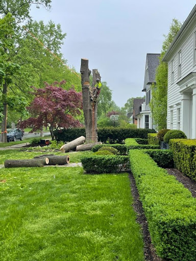 Tree Service «Polgar Tree Service & Removal LLC», reviews and photos