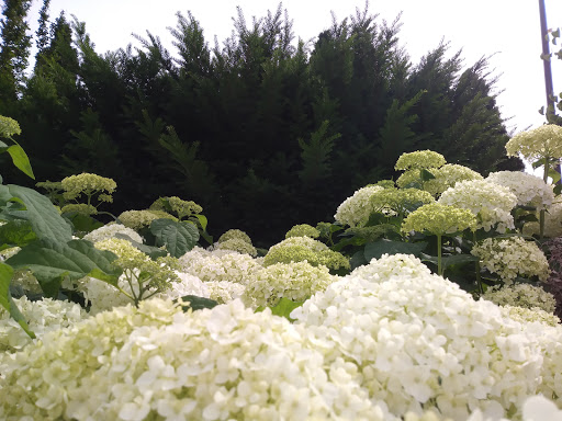 Park «Centennial Park», reviews and photos, 2500 West End Ave, Nashville, TN 37203, USA