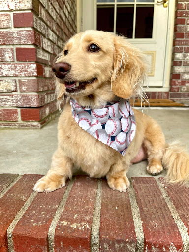 Pet Supply Store «Pet Supplies Plus», reviews and photos, 9500 Dorchester Rd #350, Summerville, SC 29485, USA