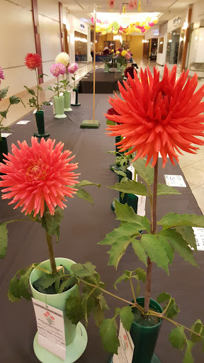 Shopping Mall «Orchard Mall Shopping Center», reviews and photos, 6337 Orchard Lake Rd, West Bloomfield Township, MI 48322, USA