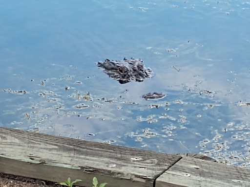 Golf Club «Fox Hollow Golf Club and Restaurant», reviews and photos, 10050 Robert Trent Jones Pkwy, Trinity, FL 34655, USA