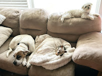 Lazy Bones Pet Sitting - Photo 6 - Car repair in , Pembroke Pines