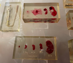 Museo de Historia Universitaria José María Morelos y Pavón UAEM photo