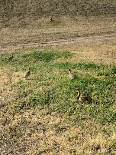 Casino «Prairie Wind Casino & Hotel», reviews and photos, 26 Casino drive, Oglala, SD 57764, USA