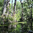 Merchants Millpond State Park