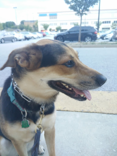 Pet Supply Store «Petco Animal Supplies», reviews and photos, 3591 Washington Blvd, Halethorpe, MD 21227, USA