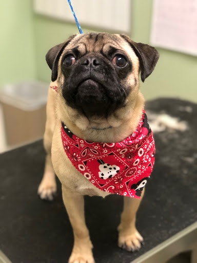 Pet Groomer «Doggie Style Bowtique», reviews and photos, 1713 Westport Rd, Kansas City, MO 64111, USA