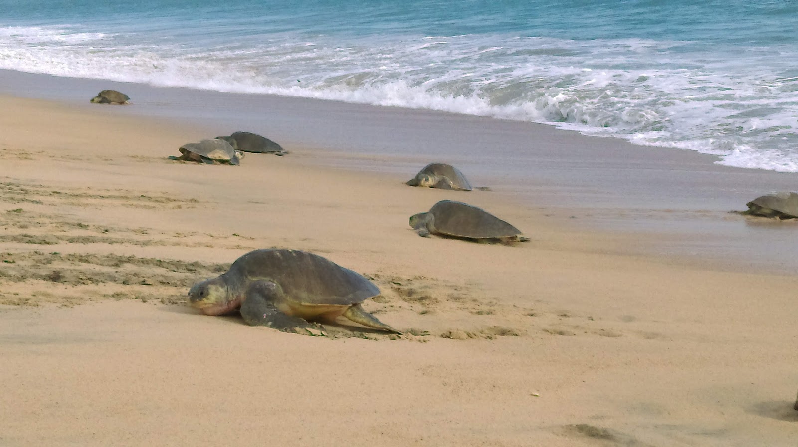 Ixtapilla beach'in fotoğrafı imkanlar alanı