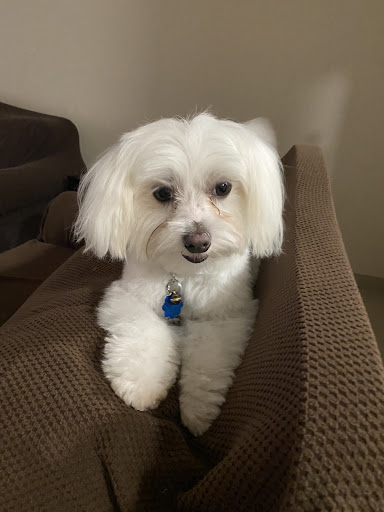 Pet Supply Store «PetSmart», reviews and photos, 1836 Joe Battle Blvd, El Paso, TX 79936, USA