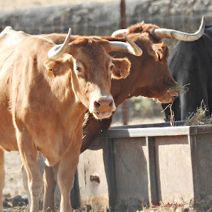 Finca La Herguijuela de Doña Blanca Cam. de Toril, 10521 Toril, Cáceres, España