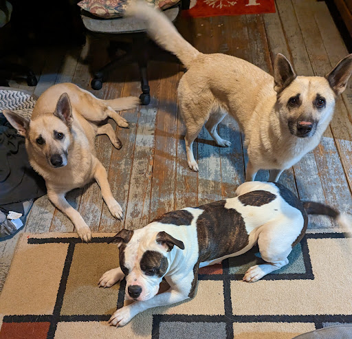 Lincoln County Veterinary Services image