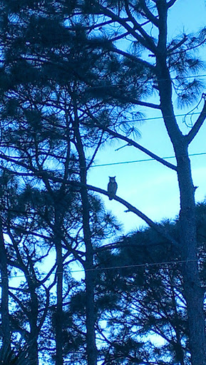 Golf Club «Meadowood Golf and Tennis Club», reviews and photos, 9425 Meadowood Dr, Fort Pierce, FL 34951, USA