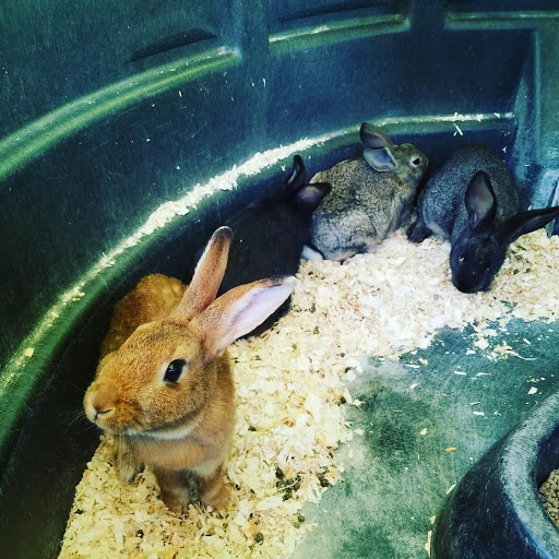 Zoo «The Petting Zoo at Breezeway Farm», reviews and photos, 161 Anawana Lake Road, Monticello, NY 12701, USA