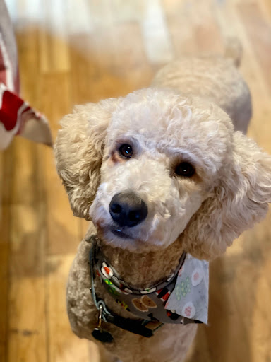 Pet Supply Store «Petco Animal Supplies», reviews and photos, 600 N Galleria Dr, Middletown, NY 10941, USA