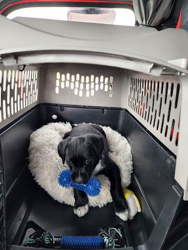 Pet Supply Store «Petco Animal Supplies», reviews and photos, 6137 Mid Rivers Mall Dr, St Charles, MO 63304, USA