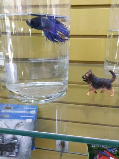 Tropical Fish Store «Optimum Aquarium», reviews and photos, 840 Ernest W Barrett Pkwy NW #700, Kennesaw, GA 30144, USA