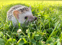 Quills and Roses - Photo 6 - Car repair in Orem, UT, Provo