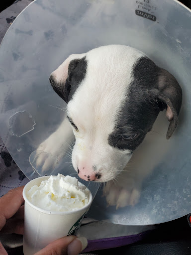 Coffee Shop «Starbucks», reviews and photos, 8350 Farm-to-Market 78, Converse, TX 78109, USA