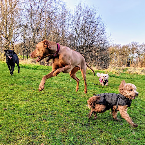 New Forest Pet Care - Dog Walking and Pet Sitting services - Leeds