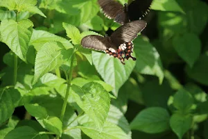 Aarey Dairy Butterfly Garden image
