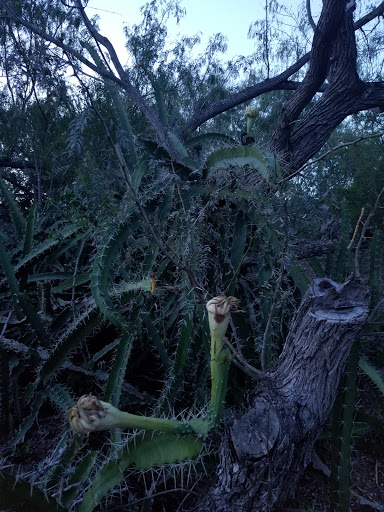 Park «Hugh Ramsey Nature Park», reviews and photos, 1000 TX-499 Loop, Harlingen, TX 78550, USA