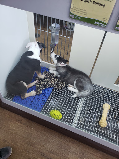 Pet Store «Petland Batavia», reviews and photos, 401 N Randall Rd, Batavia, IL 60510, USA