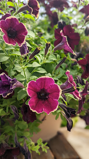 Grocery Store «Red Berry Barn», reviews and photos, 19200 SW Chapman Rd, Sherwood, OR 97140, USA