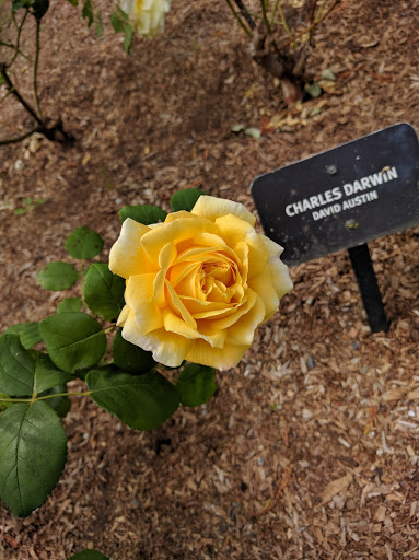 Park «Woodland Park Rose Garden», reviews and photos, 750 N 50th St, Seattle, WA 98103, USA