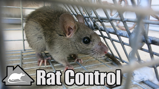 Pittsburgh Rat Control