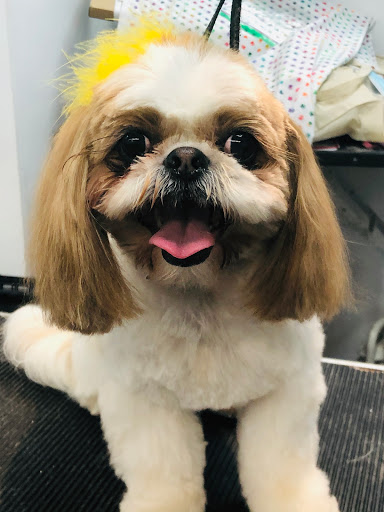 Pet Store «Canine Carousel», reviews and photos, 43135 Broadlands Center Plaza #129, Ashburn, VA 20148, USA