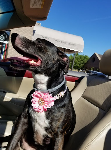 Pet Supply Store «Dog Style Canine Supply Company», reviews and photos, 2002 Judson Rd Suite 102, Longview, TX 75605, USA