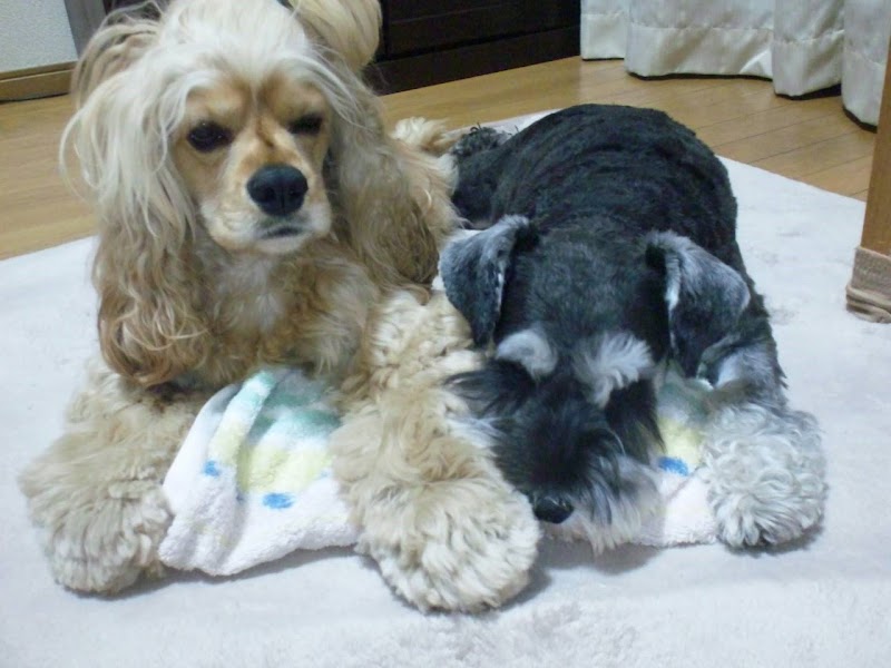 早稲田佐賀中学校 高等学校 附設寮 八太郎館 佐賀県唐津市坊主町 ドミトリー グルコミ