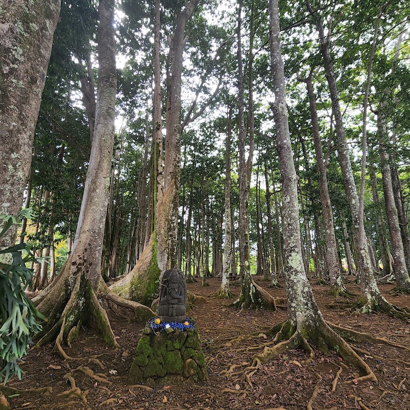 Sacred Rudraksha Forest