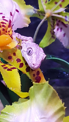 Pet Supply Store «OddBallPetFactory.com», reviews and photos, 8485 Plaza Blvd NE, Spring Lake Park, MN 55432, USA