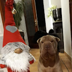 Photo n° 3 de l'avis de Martial.U fait le 07/12/2016 à 14:49 pour Clinique Vétérinaire Vanteaux à Limoges