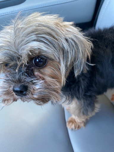 Pet Supply Store «PetSmart», reviews and photos, 2130 Gunbarrel Rd, Chattanooga, TN 37421, USA