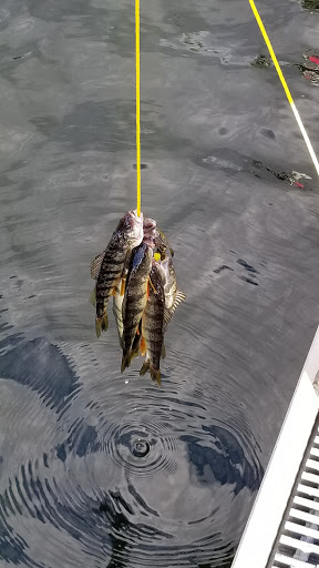 Park «Clyde Beach Park», reviews and photos, 2 92nd Ave NE, Bellevue, WA 98004, USA