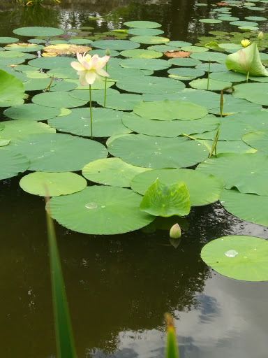 Club «Sun City Texas Community Association», reviews and photos, 2 Texas Dr, Georgetown, TX 78633, USA