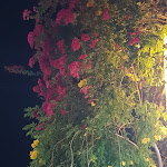 Photo n°2 de l'avis de Ana.l fait le 05/08/2021 à 22:50 sur le  O Manel à Tavira