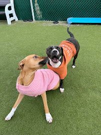 Puppy Palace Doggie Day Care - Photo 4 - Car repair in Bethlehem, PA, Allentown
