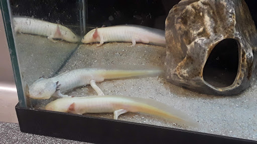 Natural History Museum «South Fork Natural History Museum & Nature Center», reviews and photos, 377 Bridgehampton-Sag Harbor Turnpike, Bridgehampton, NY 11932, USA