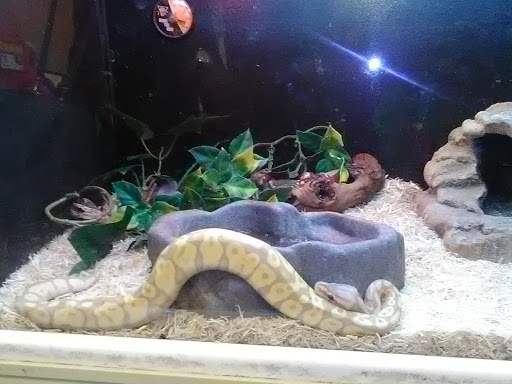 Pet Supply Store «PetSmart», reviews and photos, 1072 Bullsboro Dr, Newnan, GA 30265, USA